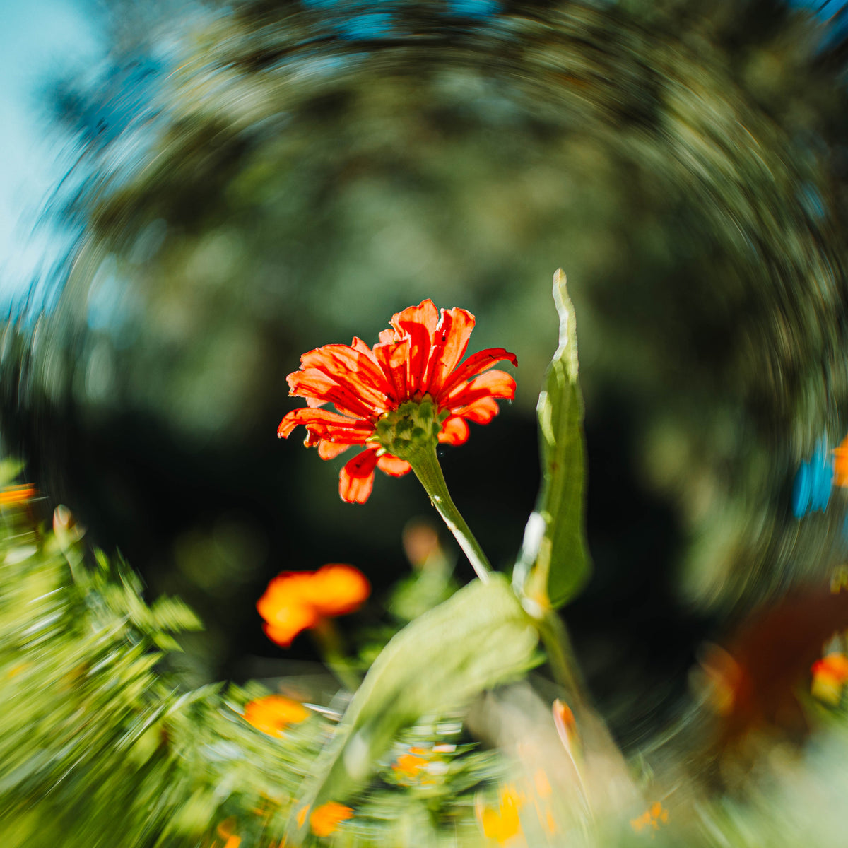Orange flower with swirly bokeh background, sample from the 7Artisans Floral Bloom lenses
