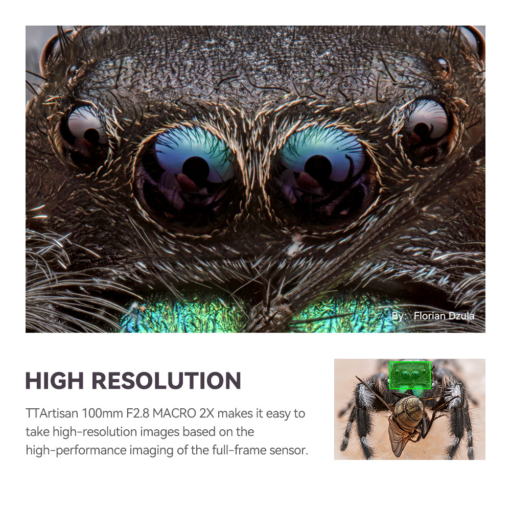 Jumping spider eyes in close-up, high-resolution sample from the TTArtisan 100mm f/2.8 macro