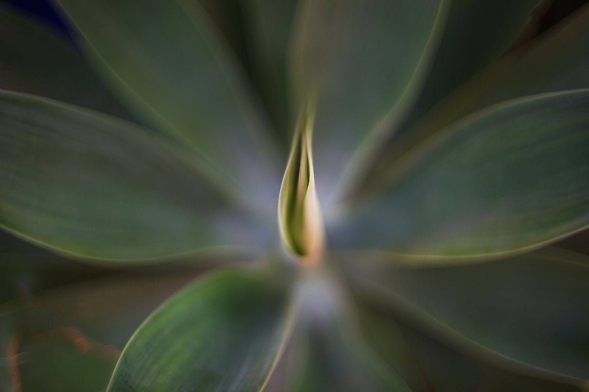 Agave plant in close-up with soft focus, sample from the Voigtlander Nokton Classic 35mm f/1.4