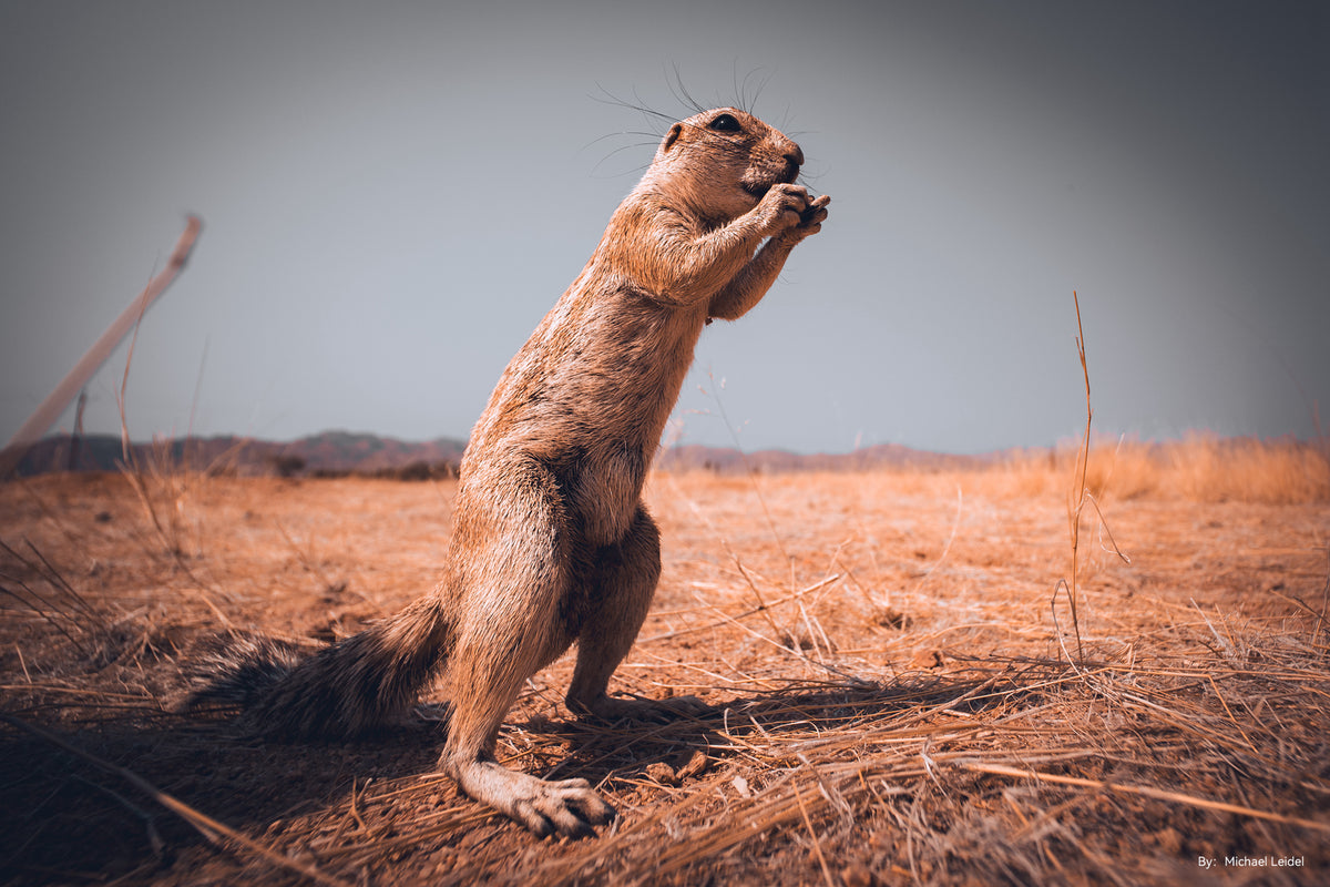 Ground squirrel standing on dry grass, close-up sample from the TTArtisan 10mm f/2
