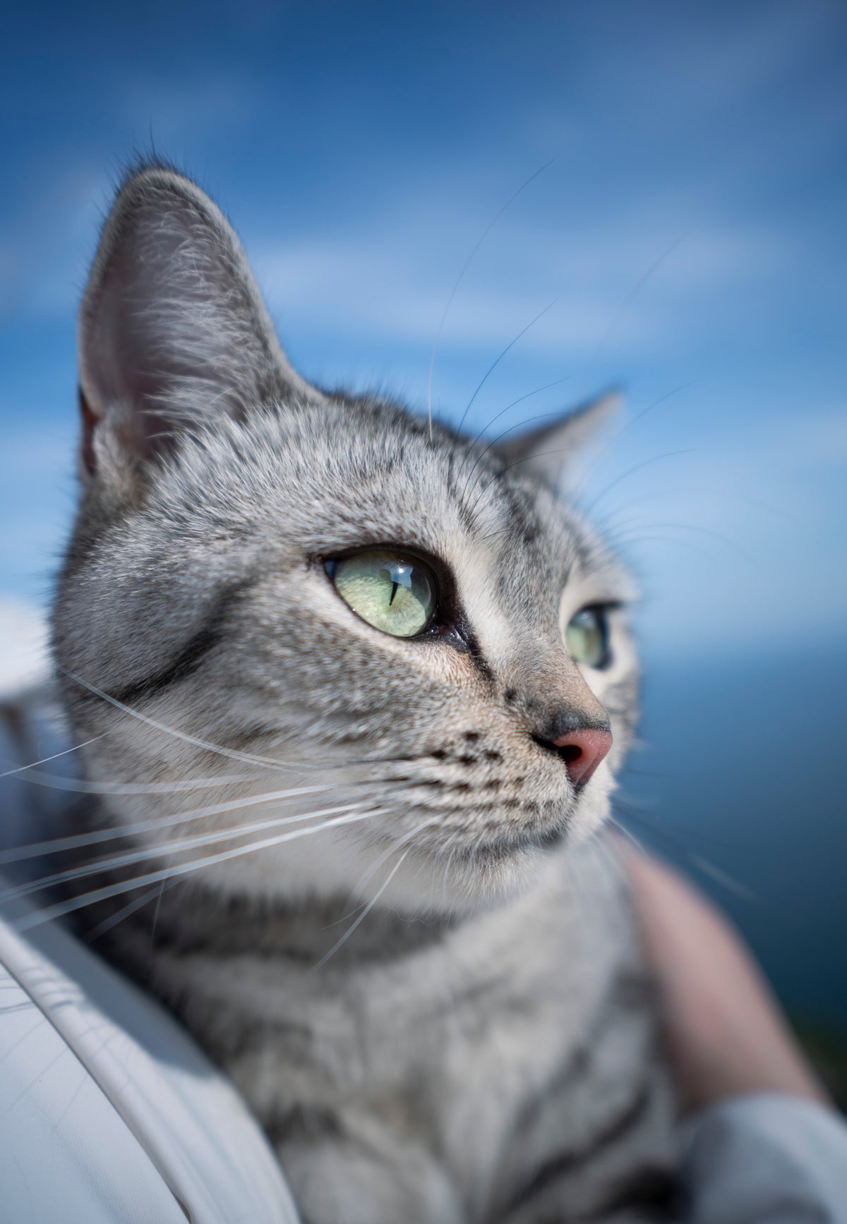 Close-up of a grey tabby cat against blue sky, sample from the Viltrox Air AF 15mm f/1.7