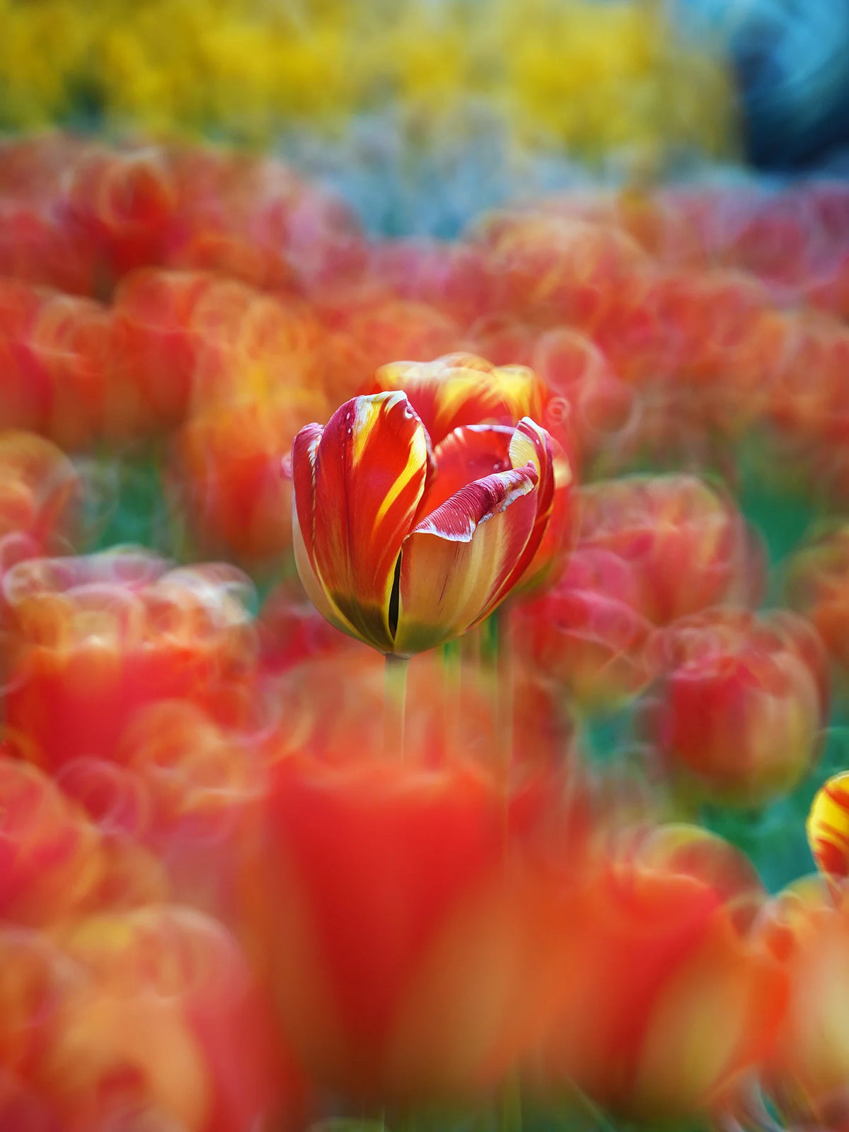 Red and yellow tulip with ring bokeh, sample from the TTArtisan 250mm f/5.6