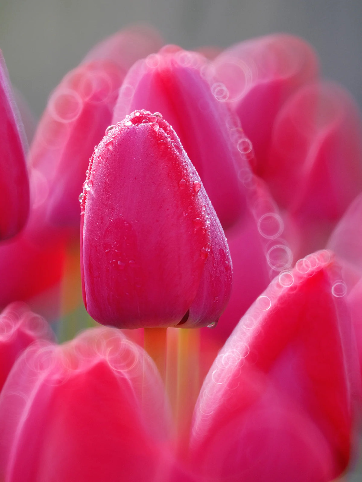 Pink tulip with water droplets and ring bokeh, TTArtisan 250mm f/5.6 sample