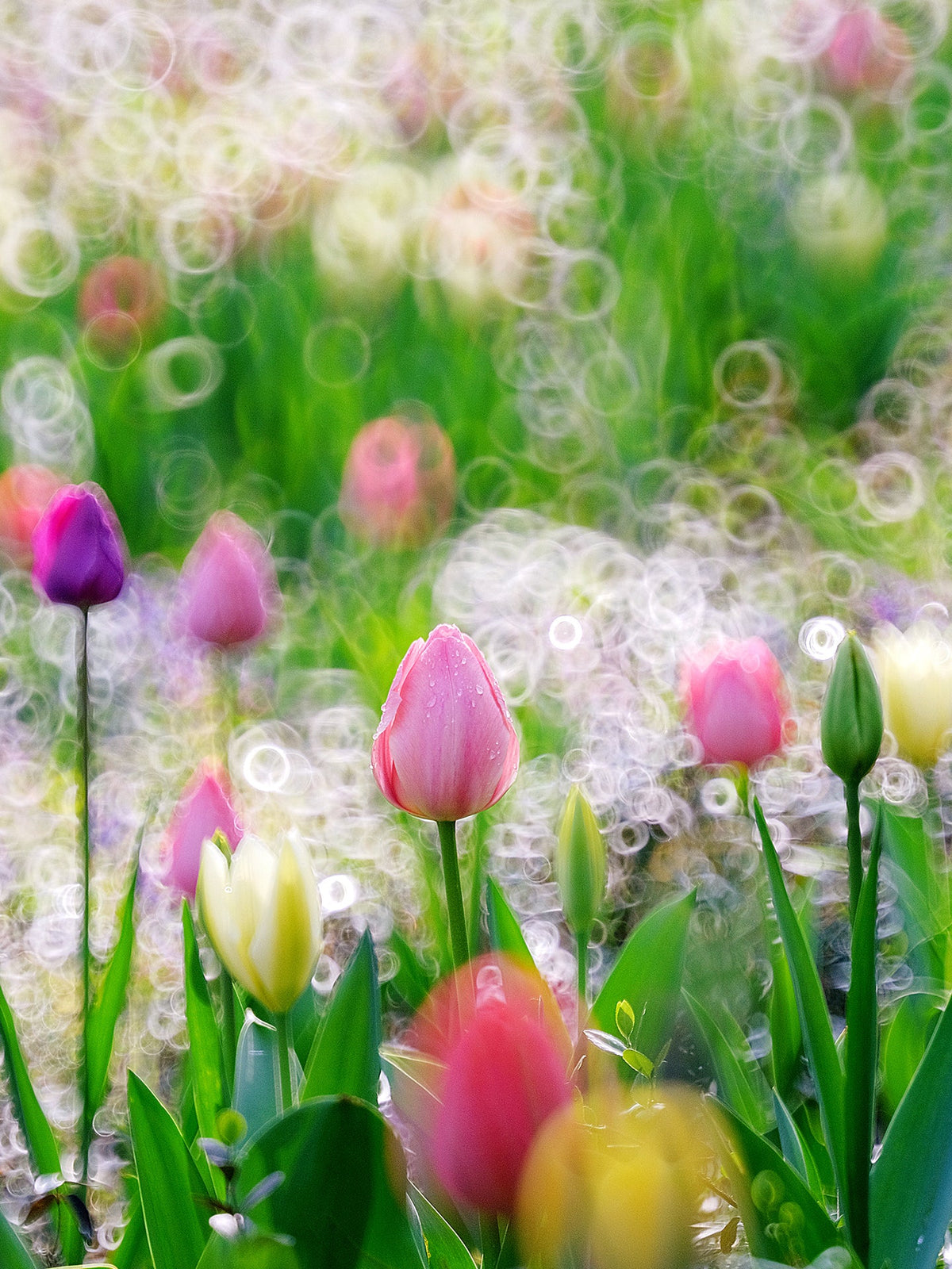 Tulip field with soap-bubble ring bokeh, sample from the TTArtisan 250mm f/5.6