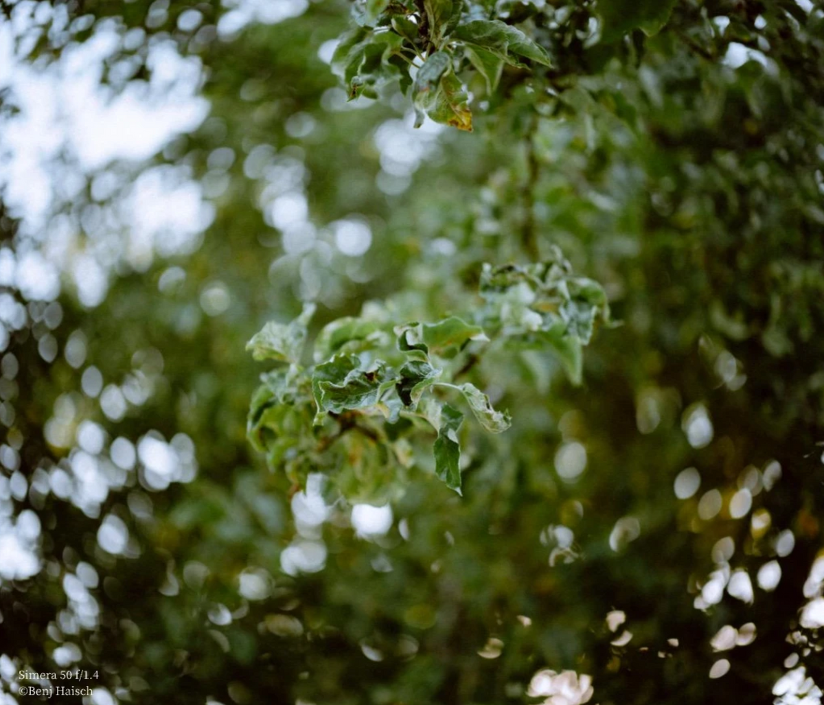 Leaves with soft background bokeh, sample from the Thypoch Simera 50mm f/1.4