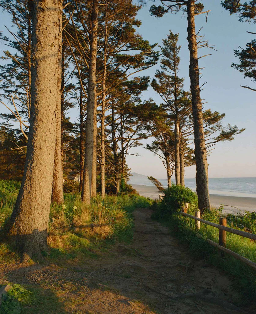Coastal path through pine trees to the beach, sample shot on Kodak Ektacolor Pro 800