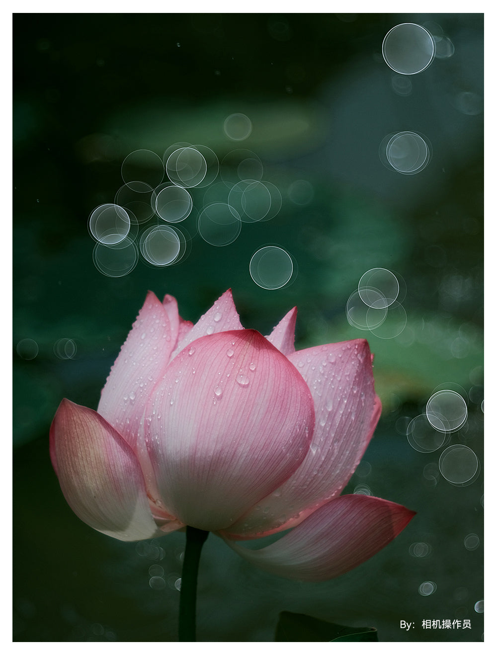 Pink lotus flower with bubble bokeh, TTArtisan 100mm f/2.8 sample