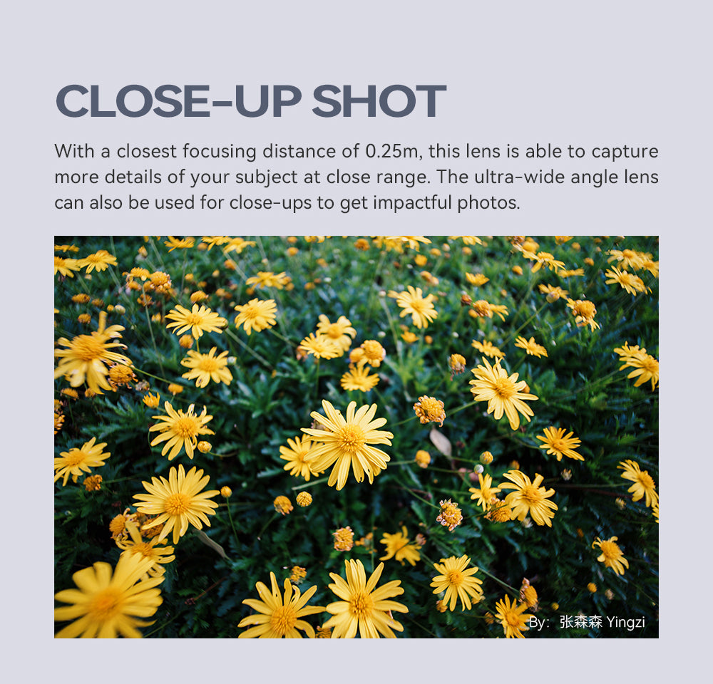 TTArtisan 10mm f/2 close-up shot: yellow daisies at 0.25m minimum focus