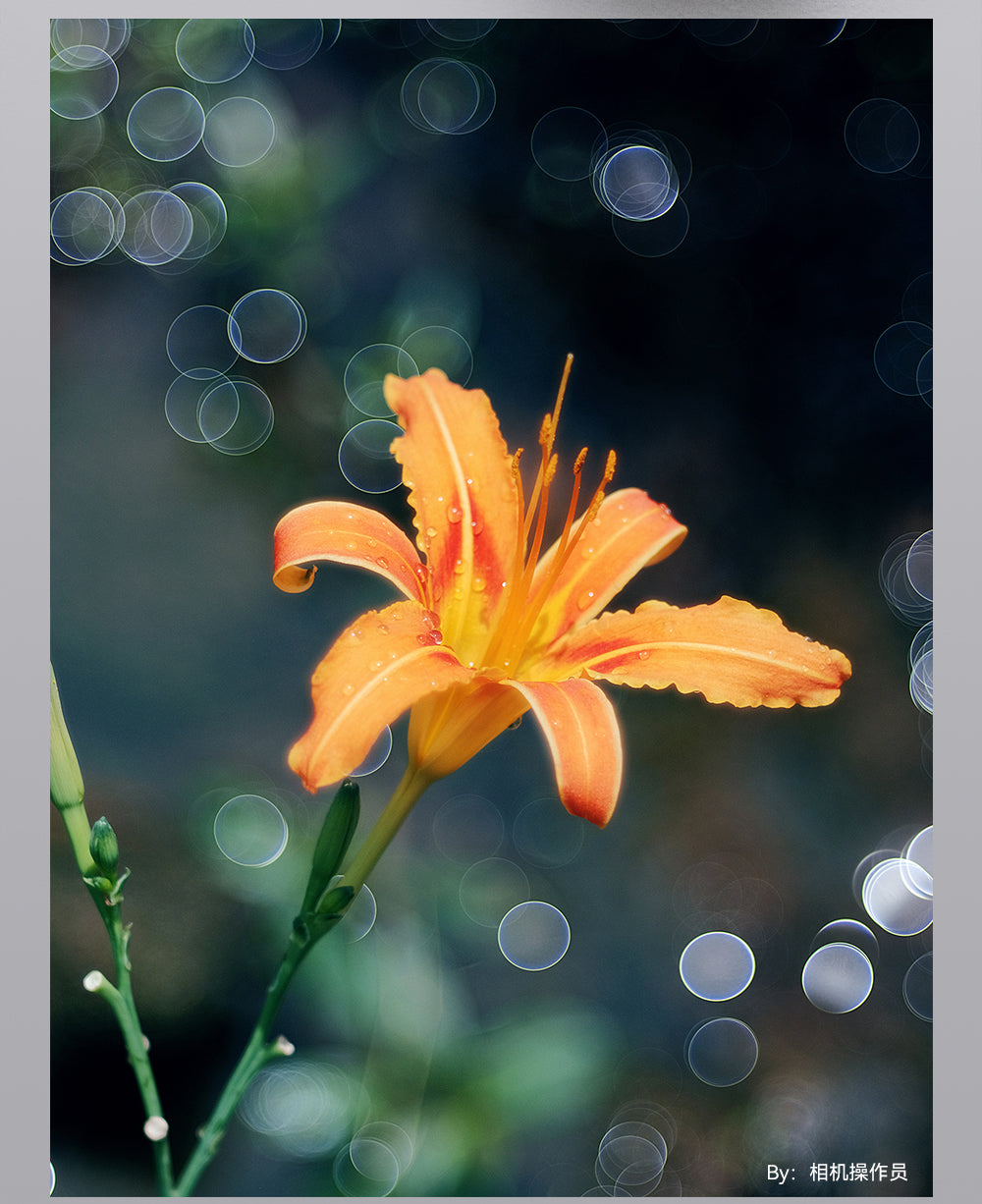 Orange lily with soap-bubble bokeh, sample from the TTArtisan 100mm f/2.8