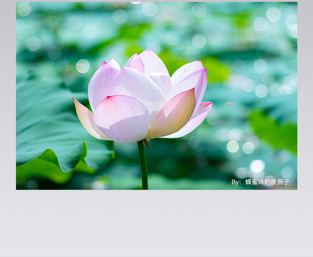 Pink lotus over green leaves with soft bokeh, TTArtisan 100mm f/2.8 sample