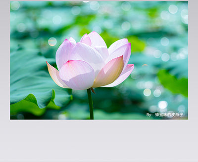 Pink lotus over green leaves with soft bokeh, TTArtisan 100mm f/2.8 sample