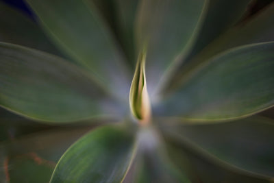 Agave plant in close-up with soft focus, sample from the Voigtlander Nokton Classic 35mm f/1.4