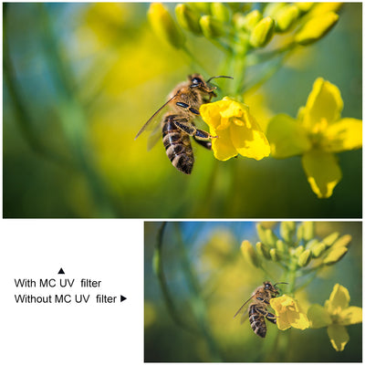 Bee on a yellow flower with and without an MC UV filter