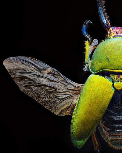 Green beetle wing and shell in extreme close-up, sample from the TTArtisan 100mm 2x macro