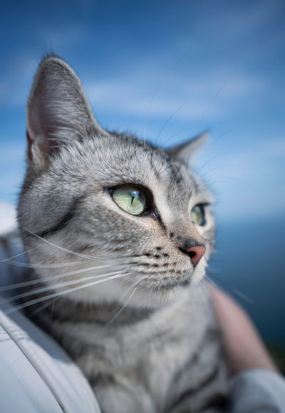 Close-up of a grey tabby cat against blue sky, sample from the Viltrox Air AF 15mm f/1.7
