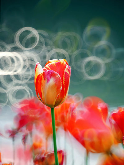 Orange tulip with large ring bokeh, sample from the TTArtisan 250mm f/5.6
