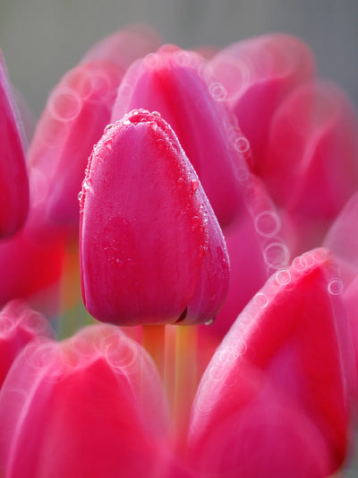 Pink tulip with water droplets and ring bokeh, TTArtisan 250mm f/5.6 sample