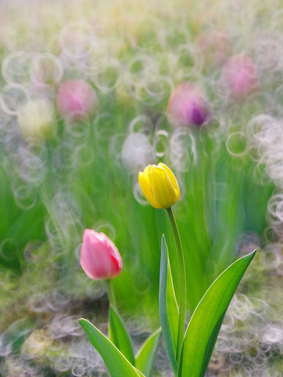 Yellow and pink tulips with soft ring bokeh, TTArtisan 250mm f/5.6 sample