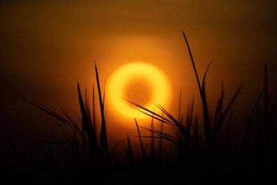 Doughnut-shaped sunset behind grass, sample from the TTArtisan 250mm f/5.6 mirror lens