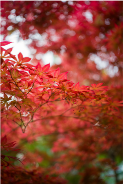 Red maple leaves with soft bokeh, sample from the Thypoch Simera 28mm