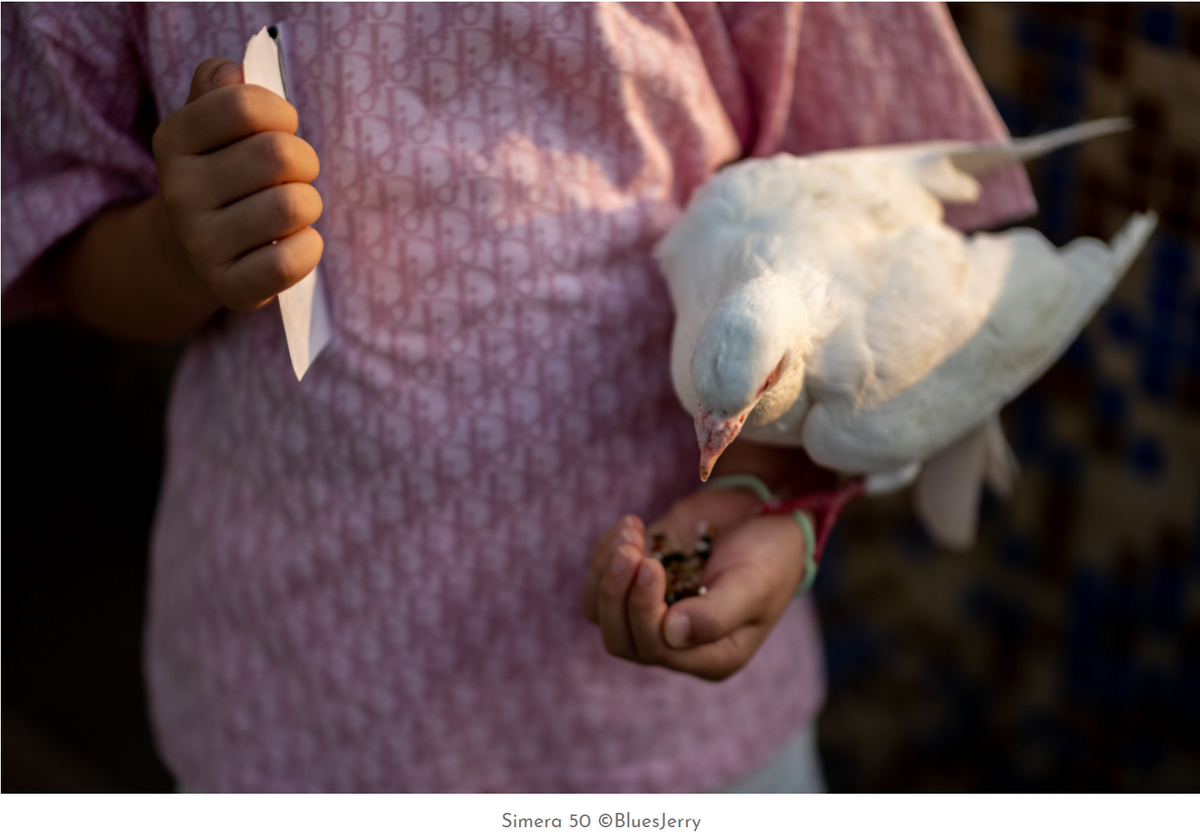 Child feeding a white dove, sample from the Thypoch Simera 50mm f/1.4