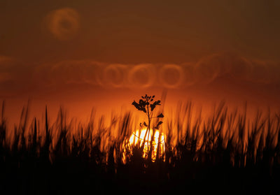 Plant silhouetted against the setting sun with ring bokeh, TTArtisan 250mm f/5.6 sample