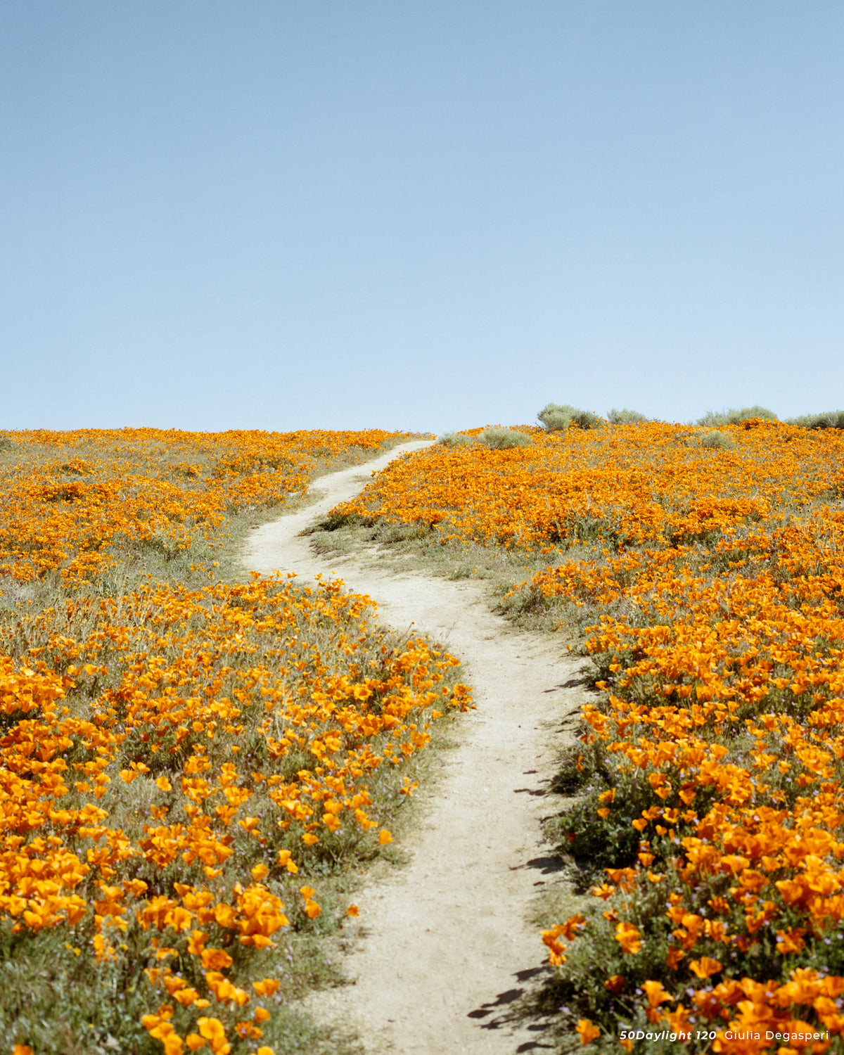 Path through orange poppy fields under blue sky, sample shot on CineStill 50D 120