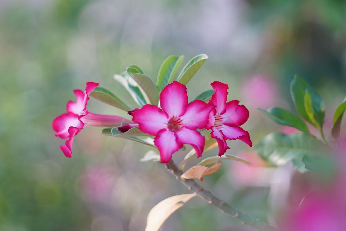 Pink desert rose flowers with soft background, Canon nFD 85mm f/1.8 sample