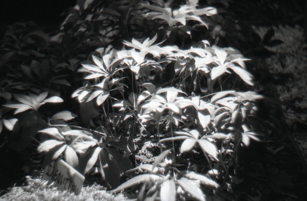 LOMOGRAPHY 35mm B&W ISO 100 film, 3pcs pack, "Earl-Grey"